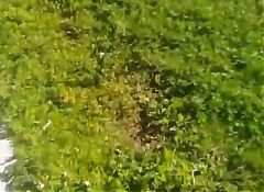 Playing with my wet pussy even using vibrators all over a public park